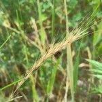 Festuca ambigua Fruit