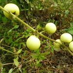 Solanum viarum Ffrwyth