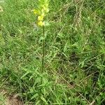 Rhinanthus major Habitat