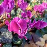 Cyclamen purpurascens Kvet