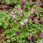 Corydalis solida Flor