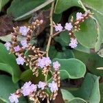 Limonium bellidifolium Blüte