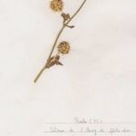 Trifolium resupinatum Habit