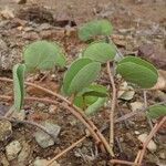 Tylosema fassoglense Habit