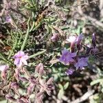 Campylanthus salsoloides Hoja