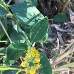 Crotalaria mitchellii Цветок