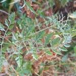 Daucus carota List