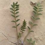 Astragalus sesameus Leaf