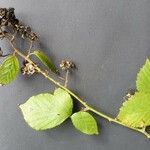 Rubus winteri Bloem