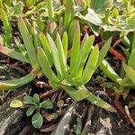 Carpobrotus acinaciformis Foglia