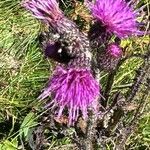 Cirsium palustreFlower