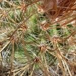 Parodia aureicentra Otro
