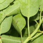 Ilex costaricensis Fruit