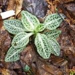 Goodyera pubescens Blatt