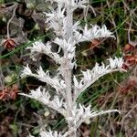Echium italicum Fruct