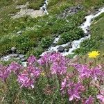 Epilobium dodonaei Λουλούδι