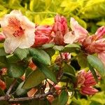 Rhododendron maximum Лист