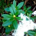 Rhododendron ferrugineum Blatt