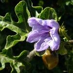 Solanum anguivi 花