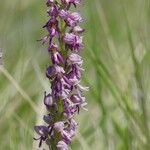 Orchis × spuria ফুল