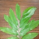 Hylodendron gabunense Hoja