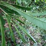 Clavija lancifolia Hoja