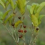 Austrobuxus eugeniifolius Fruit