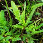 Papaver rhoeas Leaf