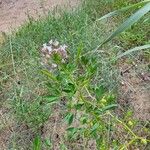 Cleome dodecandraVirág