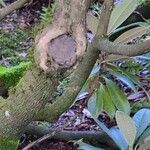 Rhododendron insigne Bark