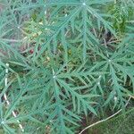 Jatropha multifida Blad