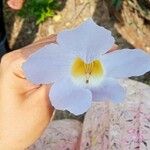 Thunbergia grandifloraFlor