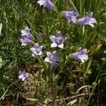 Campanula sibirica Blüte
