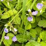 Veronica montana Flower