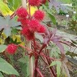 Ricinus communisFruit