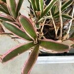 Neoregelia carolinae Листок