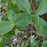 Bupleurum fruticosum Blad