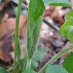 Viola x scabra その他の提案