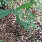 Hedychium coccineum Hábito