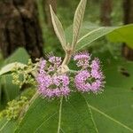 Callicarpa macrophylla Flower