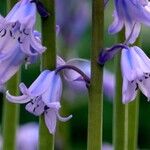 Hyacinthoides × massartiana Drugo