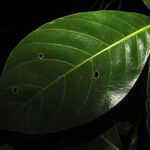 Chimarrhis turbinata Leaf