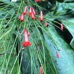 Russelia equisetiformis Цвят