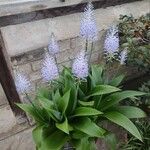 Scilla madeirensis