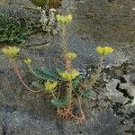 Petrosedum montanum Blüte