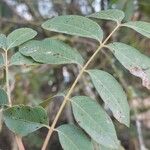 Pistacia terebinthus Leaf