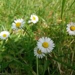 Bellis perennisFleur