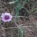 Althaea cannabinaFlower