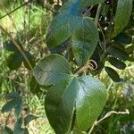Passiflora tripartita Φύλλο