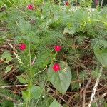 Ipomoea quamoclit Blomst